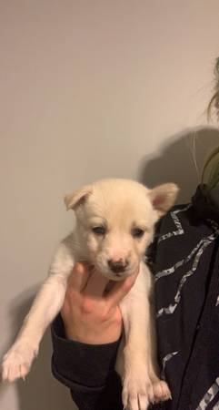 Husky/Catahoula Puppies