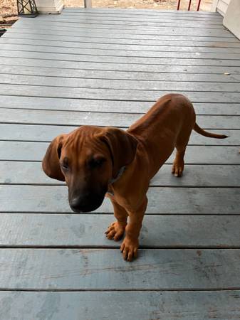 Rhodesian Ridgebacks