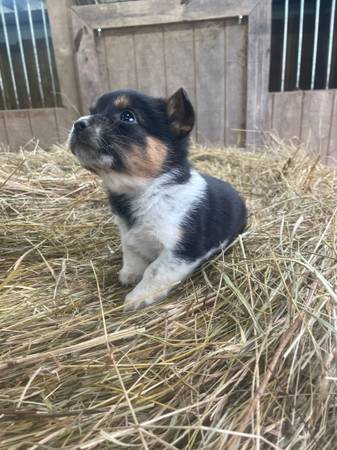 cowboy corgis and full stock corgis