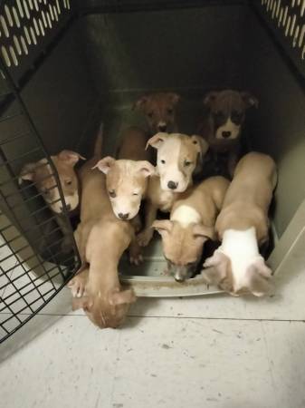 Rehoming pitbull puppies