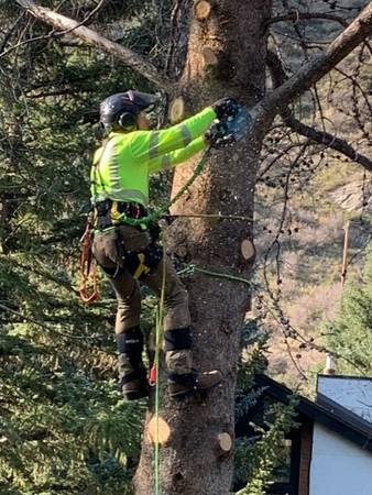 Arborist Services / Trees Cut Down & Bucked