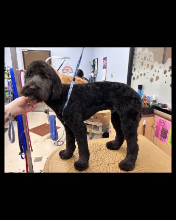 Dog groomer in need of new clientele!