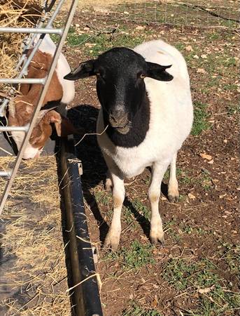 ?? Dorper Sheep ?? Plenty of NICE NICE young females!