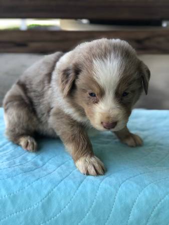 Australian Shepherds Standard size