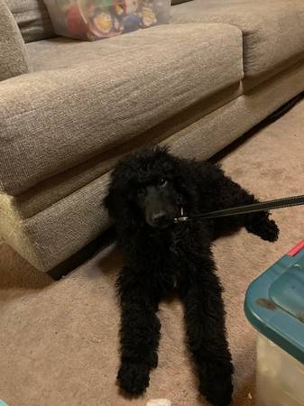 Standard Poodle Female 14 weeks