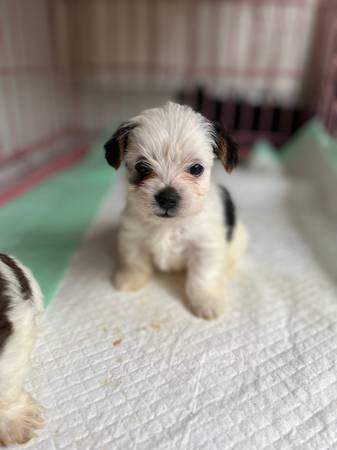 Beautiful, white (parti) purebred, Yorkshire terrier puppy