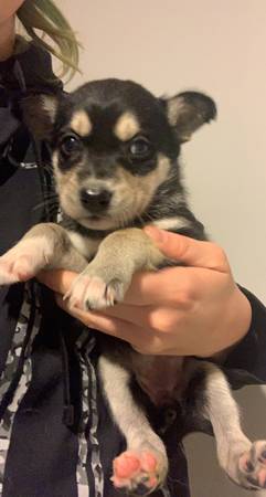 Husky/Catahoula Puppies