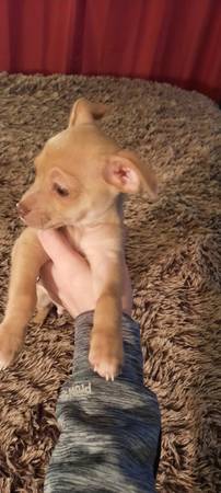 Male chihuahua puppy