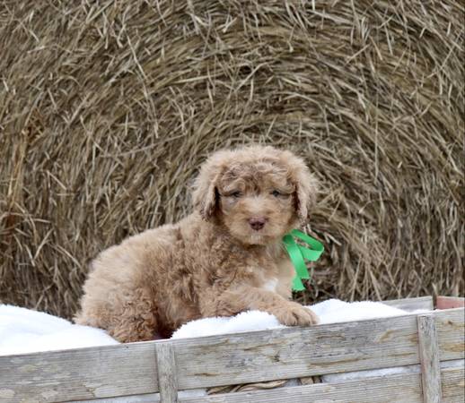 Aussiedoodles