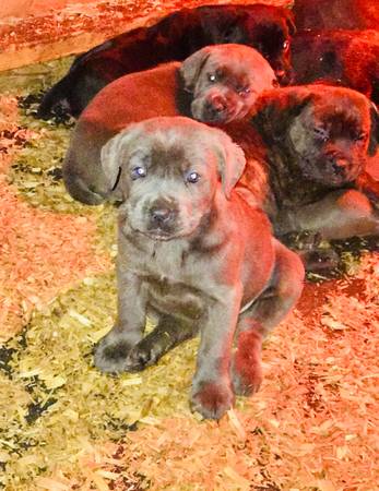 cane corso kennel