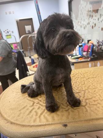 Dog groomer in need of new clientele!