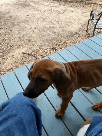 Rhodesian Ridgebacks