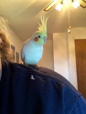 Cockatiel Parrot