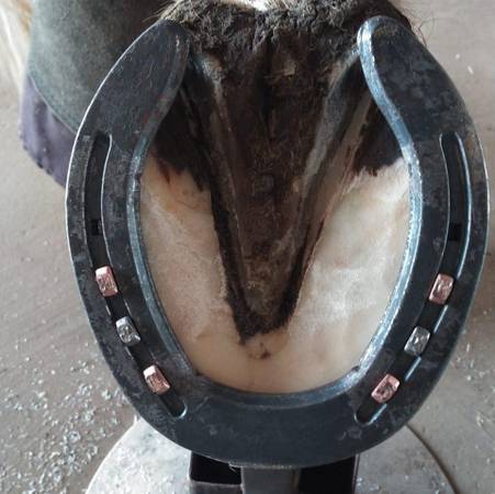 Affordable Horseshoes and Trims