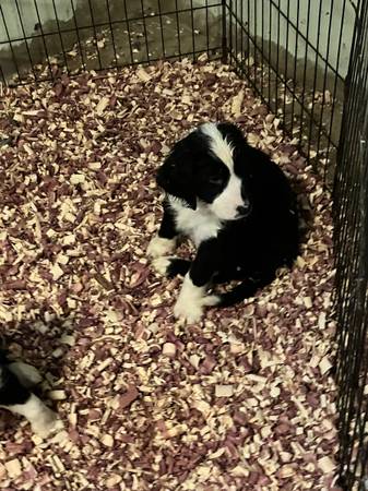 Springer Basset puppies