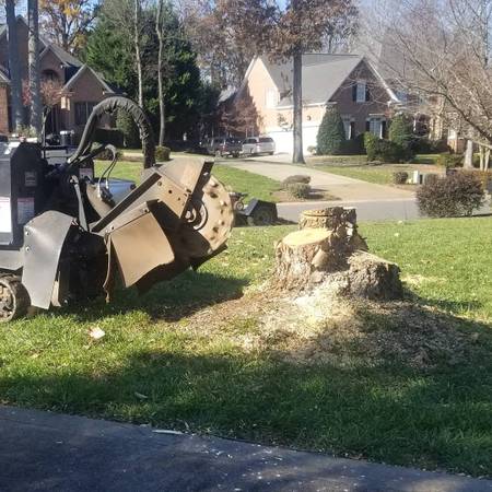 Stump Grinding Best Prices