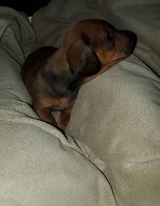 Male dachshund puppies