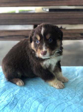 Australian Shepherds Standard size