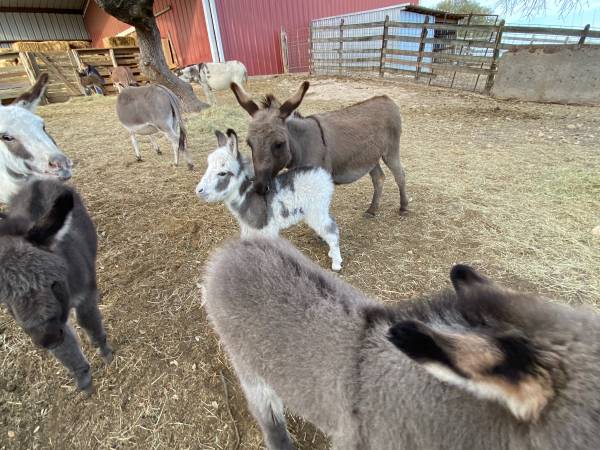 Baby Miniature Donkey Female