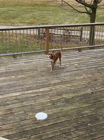 female terrier mix