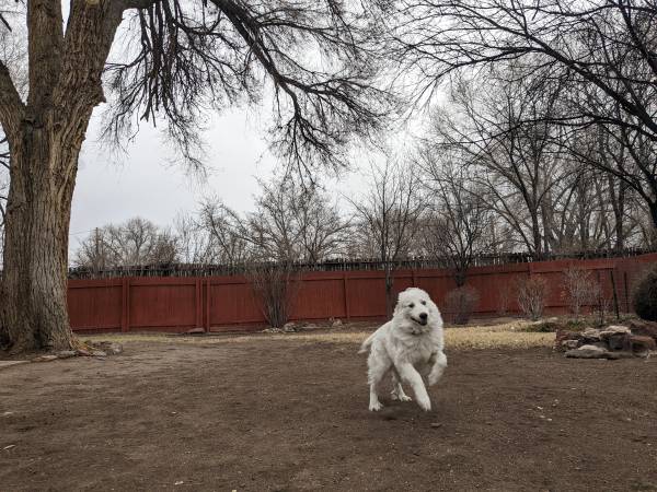 Beautiful, sweet, gentle, housebroken Great Pyrenees puppy