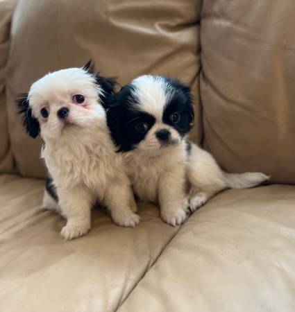 Shih Tzu Chin puppies