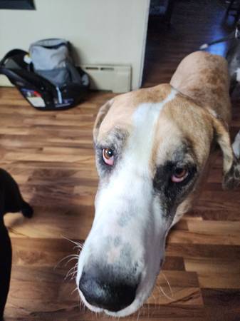 Shy Great Dane looking for forever home