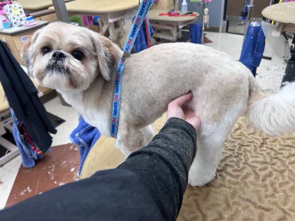 Dog groomer in need of new clientele!