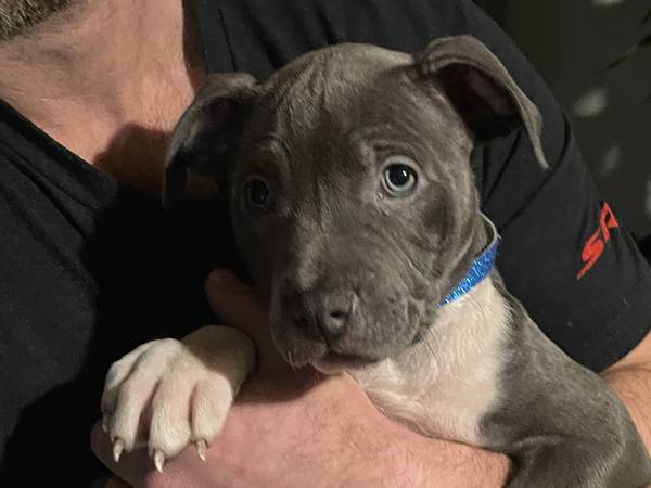 Grey Female Pitt (Tuxedo Fur Pattern)