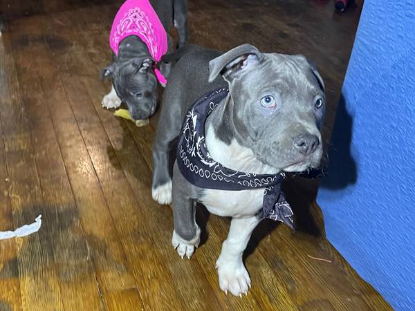 Grey Female Pitt (Tuxedo Fur Pattern)