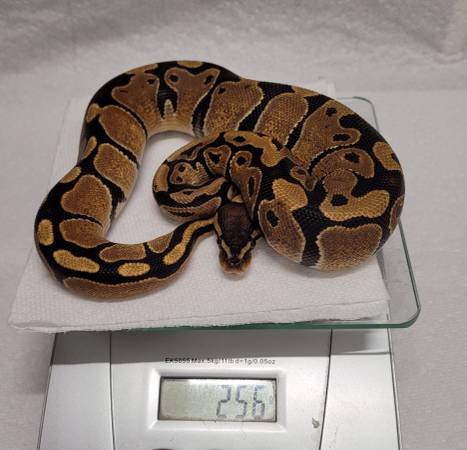 Rehoming ball pythons