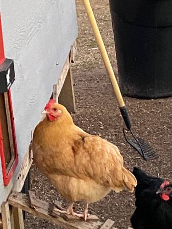 Young Laying hens