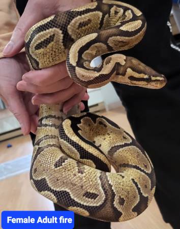 3 ball pythons for rehome