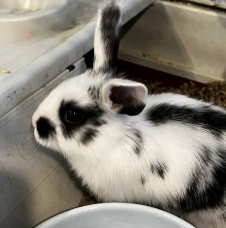 Baby bunnies