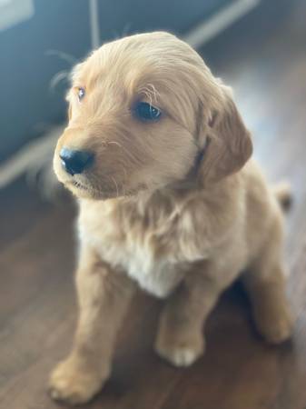 GOLDEN RETRIEVERS