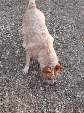 Roxy, 3/4 heeler 1/4 Aussie