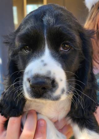 Cocker Spaniels & Springer Spaniel Mix