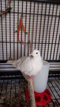 Doves. Plus others need new homes