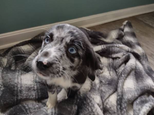 Australian shepherd puppy