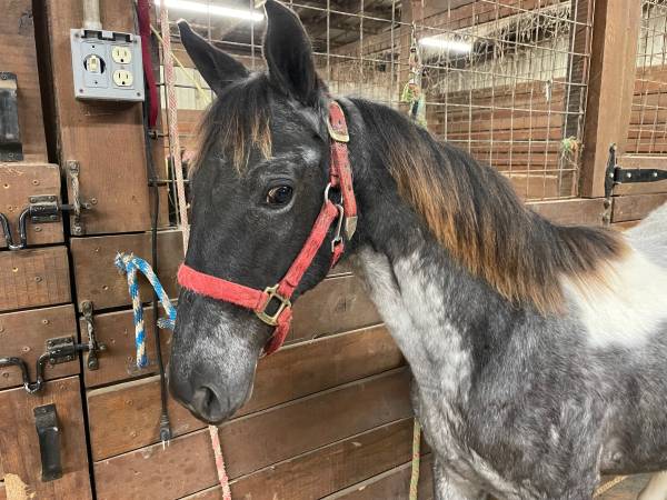 Blue Roan and White registered Tennessee Walking horse