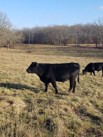 Black Angus Bulls