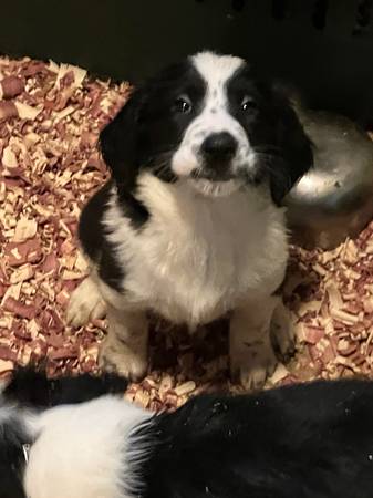 Springer Basset puppies