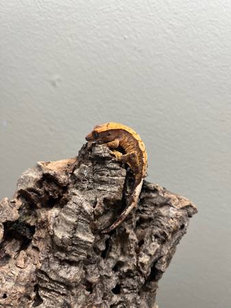 High End Hatchling Crested Geckos