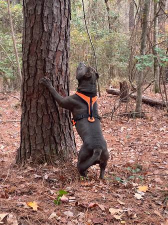 American XL Bully Pups