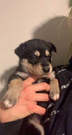 Husky/Catahoula Puppies