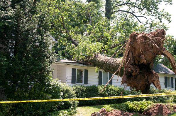 Tree Service, Care, Removal, Cutting, Pruning. Affordable Rates.