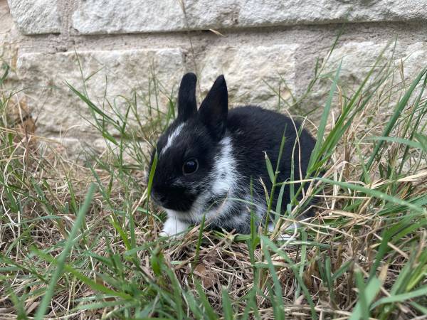 Netherland Dwarf Rabbit Breeding Pair with cages and nest box