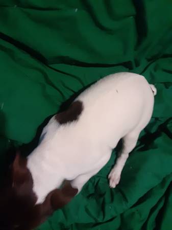 Miniature rat terriers