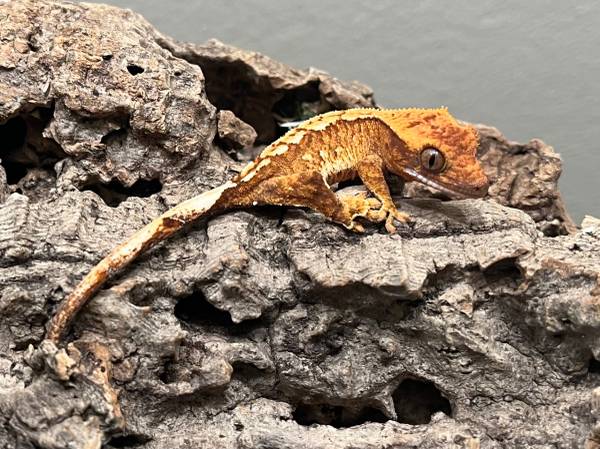 High End Hatchling Crested Geckos