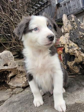 Australian shepherd puppy